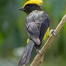Mésange sultane