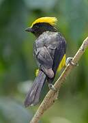 Mésange sultane