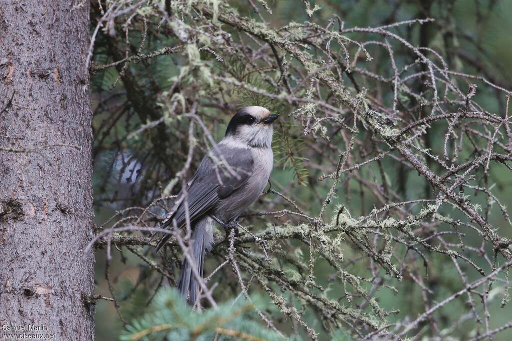 Grey Jay