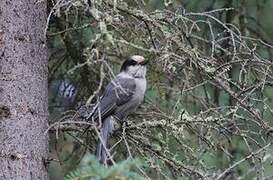 Grey Jay