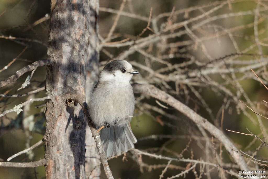 Canada Jayadult