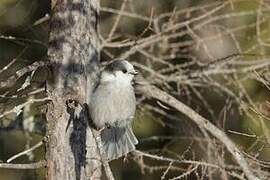 Canada Jay