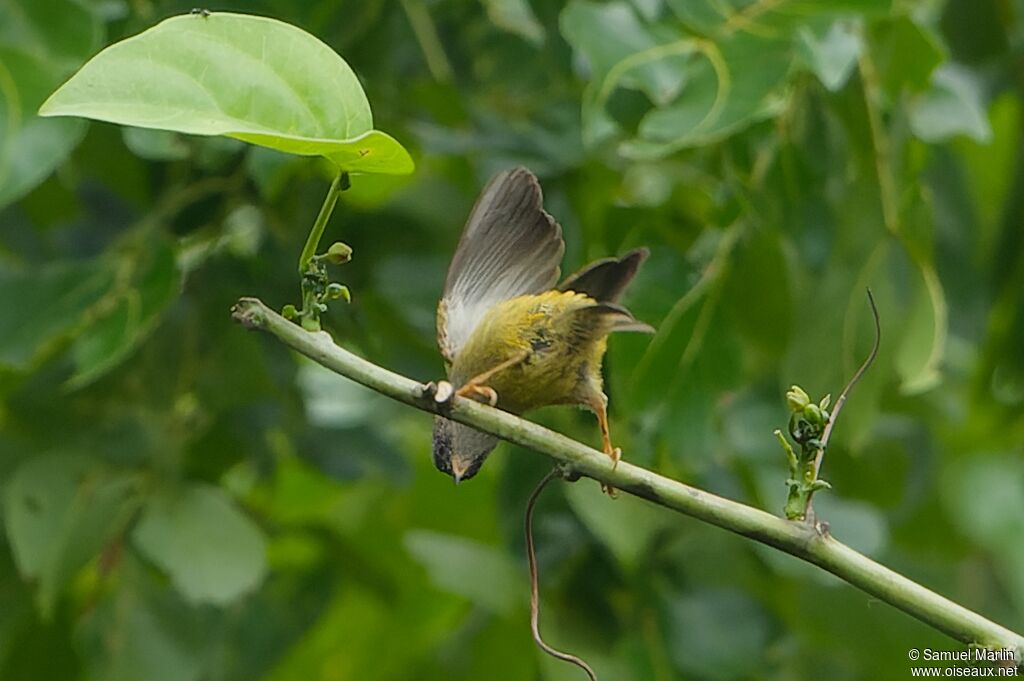 Tit Hyliaadult