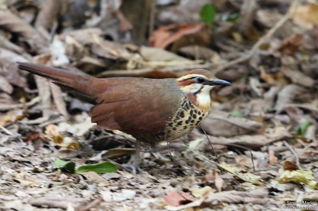 White-breasted Mesite male adult