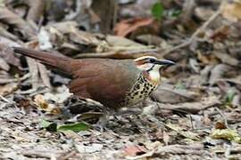 White-breasted Mesite