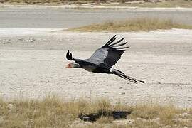 Secretarybird