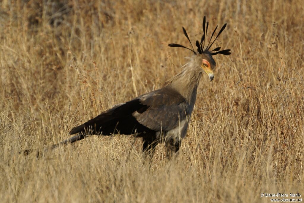 Secretarybird male adult