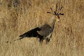 Secretarybird