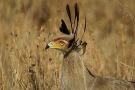 Secretarybird