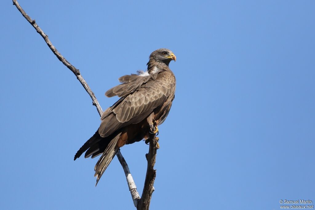 Yellow-billed Kiteadult