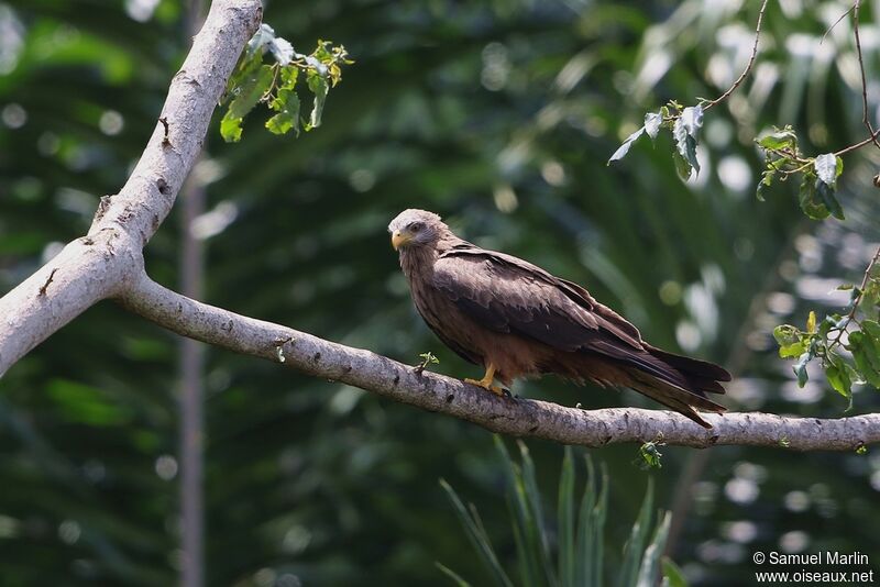 Yellow-billed Kite