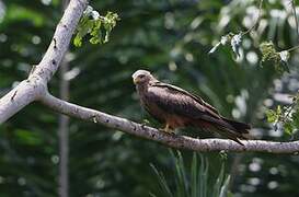 Yellow-billed Kite