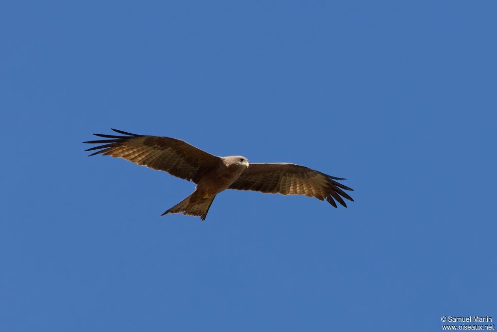 Yellow-billed Kite, Flight