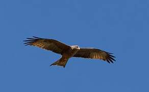 Yellow-billed Kite