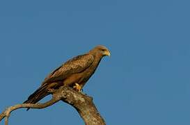Yellow-billed Kite
