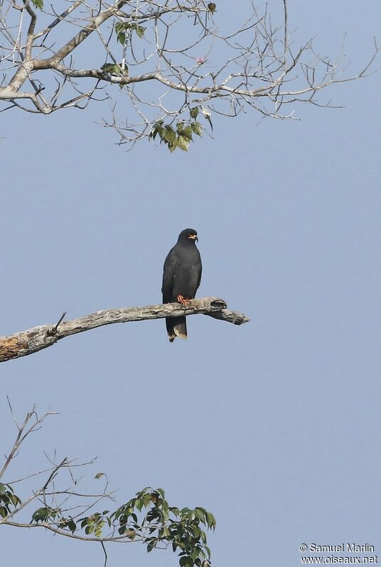 Snail Kite male adult