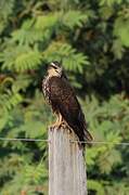 Snail Kite