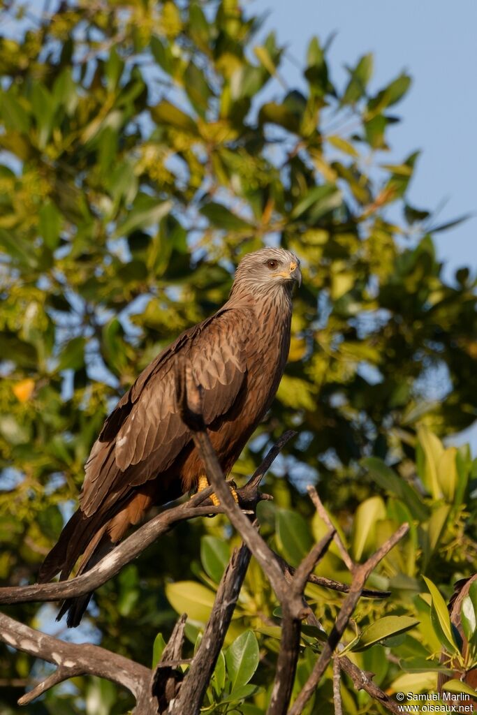 Black Kiteadult