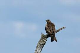 Black Kite