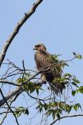 Black Kite