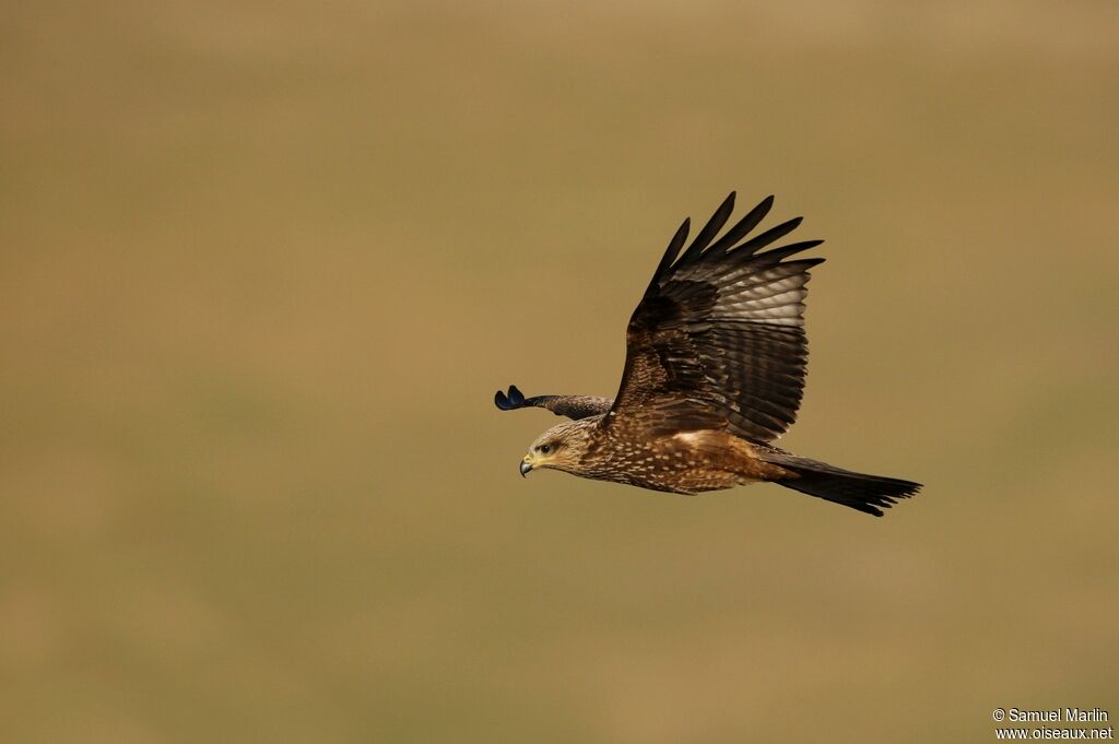 Black Kiteadult, Flight