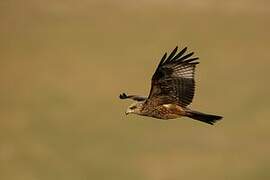 Black Kite