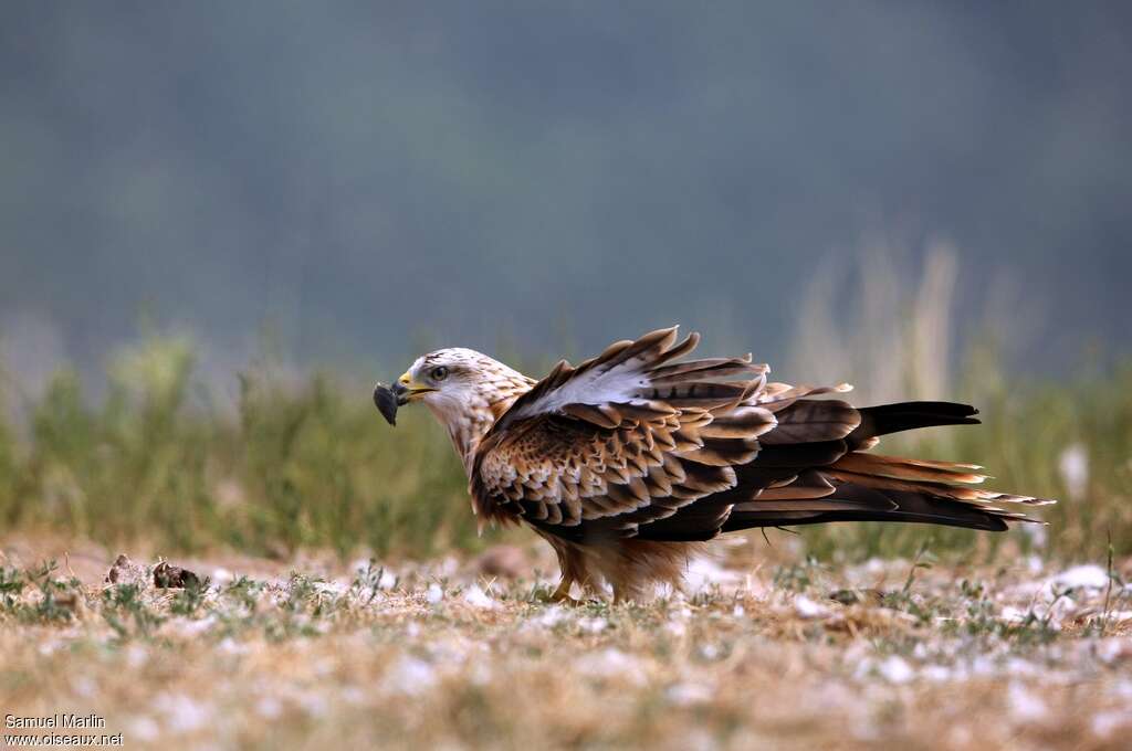 Red Kiteadult, eats, Behaviour