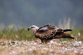 Red Kite