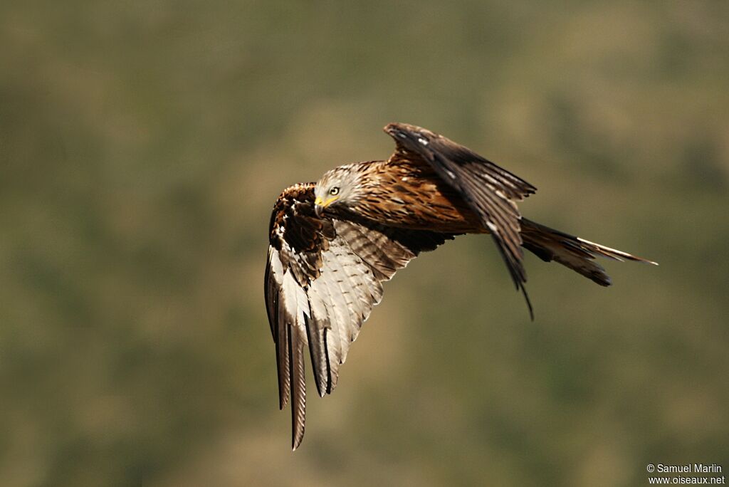 Red Kiteadult, Flight