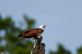 Brahminy Kite