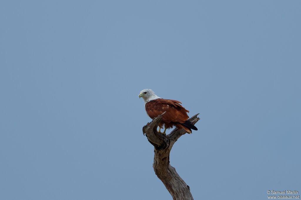 Brahminy Kiteadult