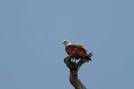 Brahminy Kite