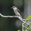 Minivet de Swinhoe