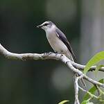 Minivet de Swinhoe