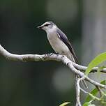 Minivet de Swinhoe