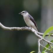 Minivet de Swinhoe