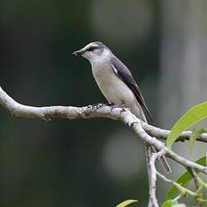 Minivet de Swinhoe