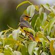 Minivet écarlate