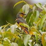 Minivet écarlate