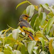 Minivet écarlate