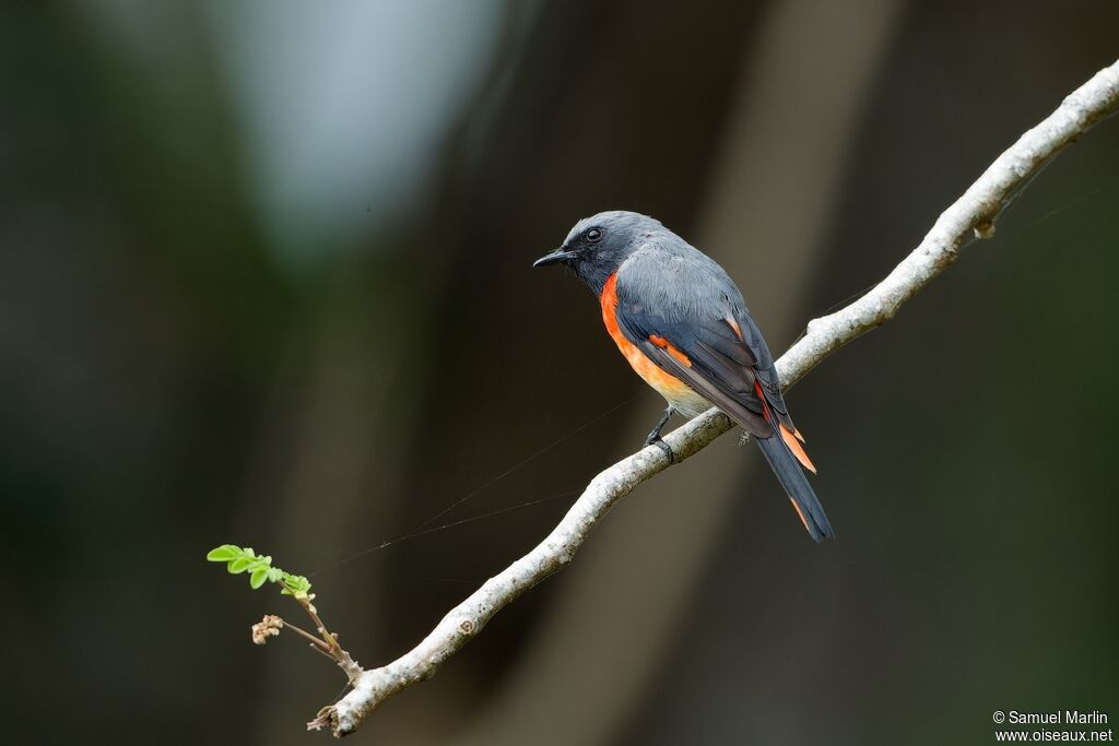 Minivet oranor