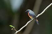 Minivet oranor