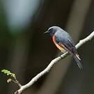 Minivet oranor