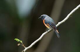 Small Minivet