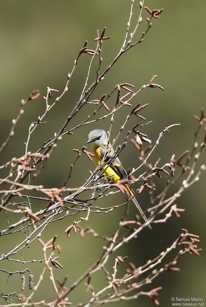 Long-tailed Minivet female adult