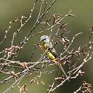 Minivet rouge