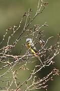 Long-tailed Minivet