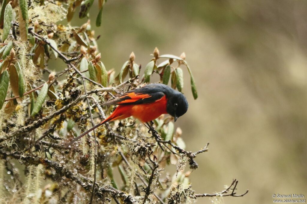 Long-tailed Minivet