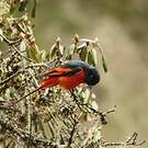 Minivet rouge