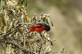 Minivet rouge